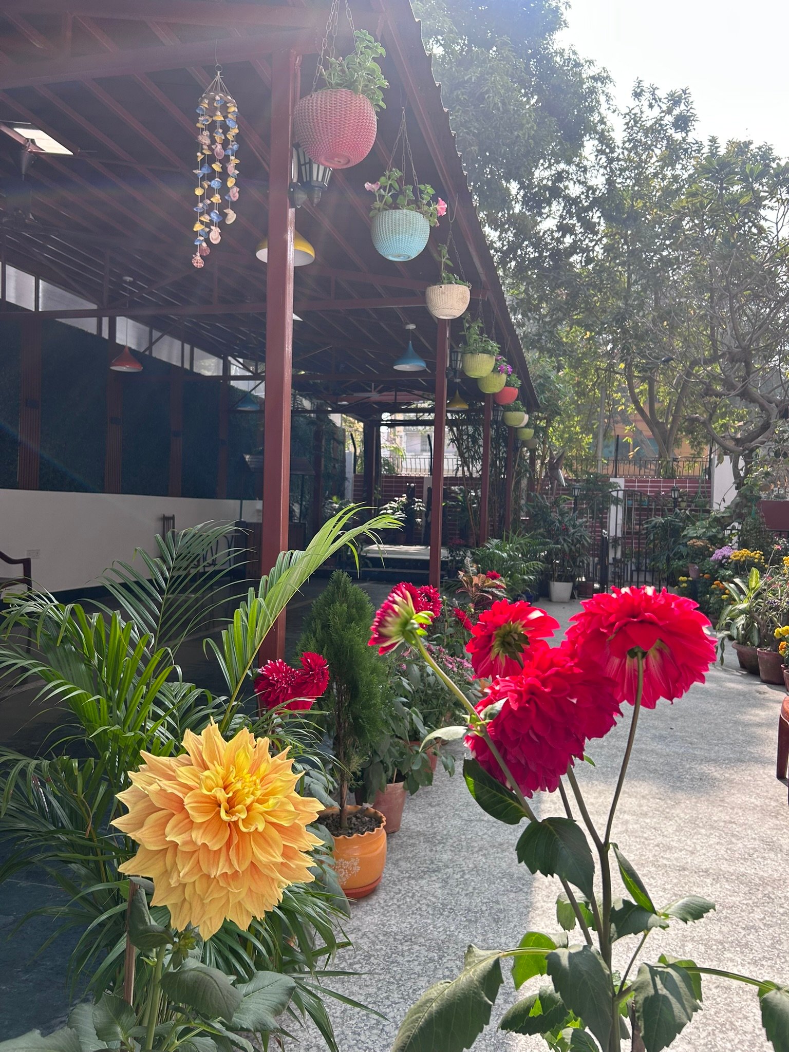 Kalpana garden in bloom — dahlias in the courtyard